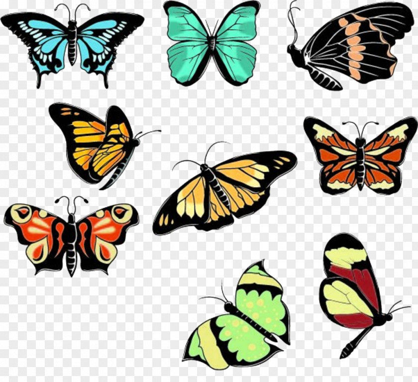 Butterfly Euclidean Vector Illustration PNG