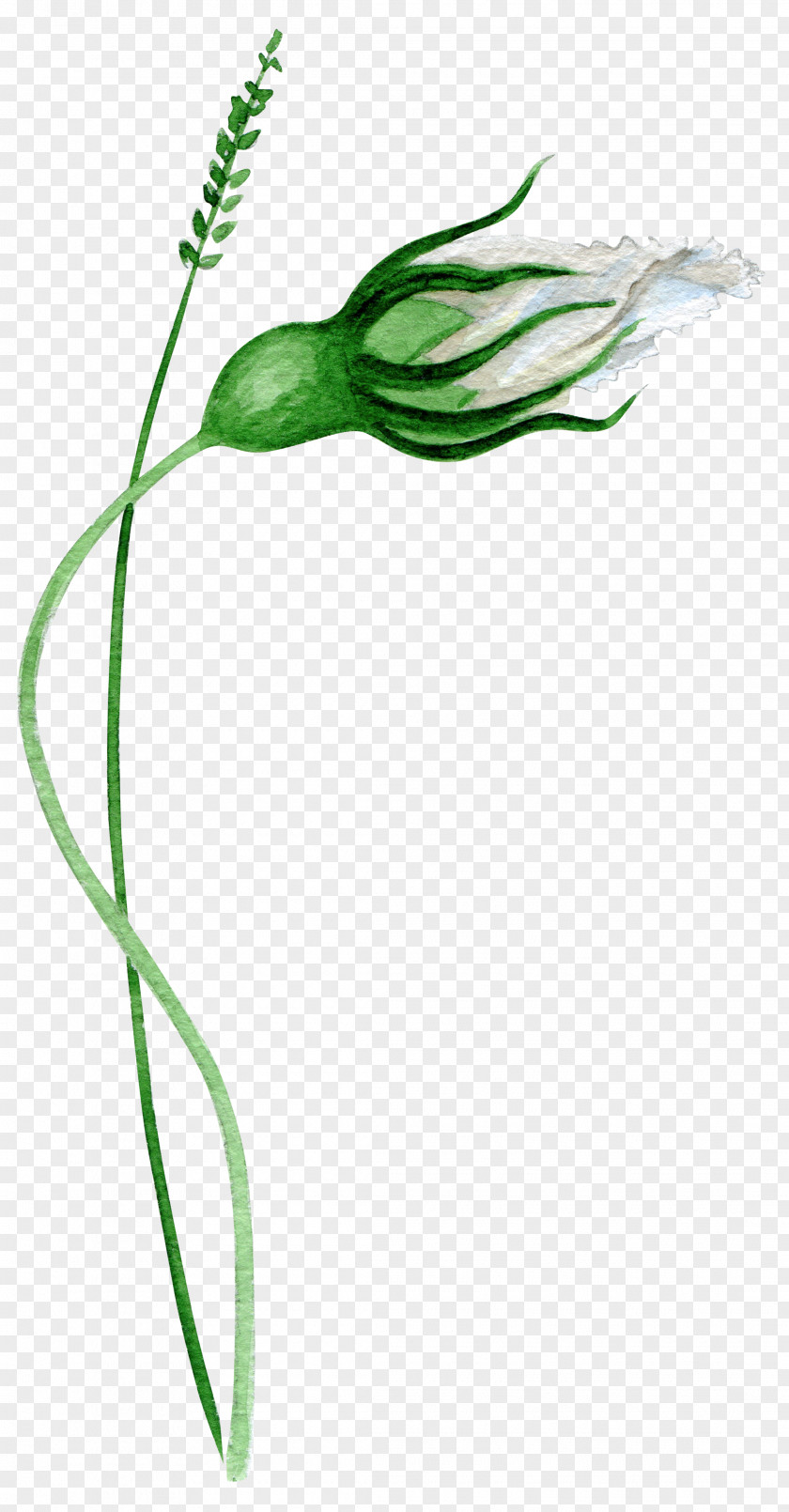 Hand Painted Green Flower Bones Google Images Download PNG