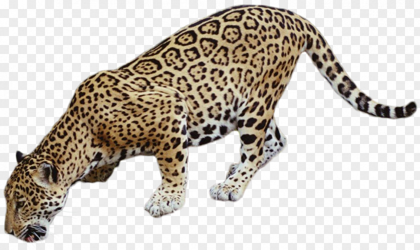 Jaguar Cat DeviantArt Clip Art PNG