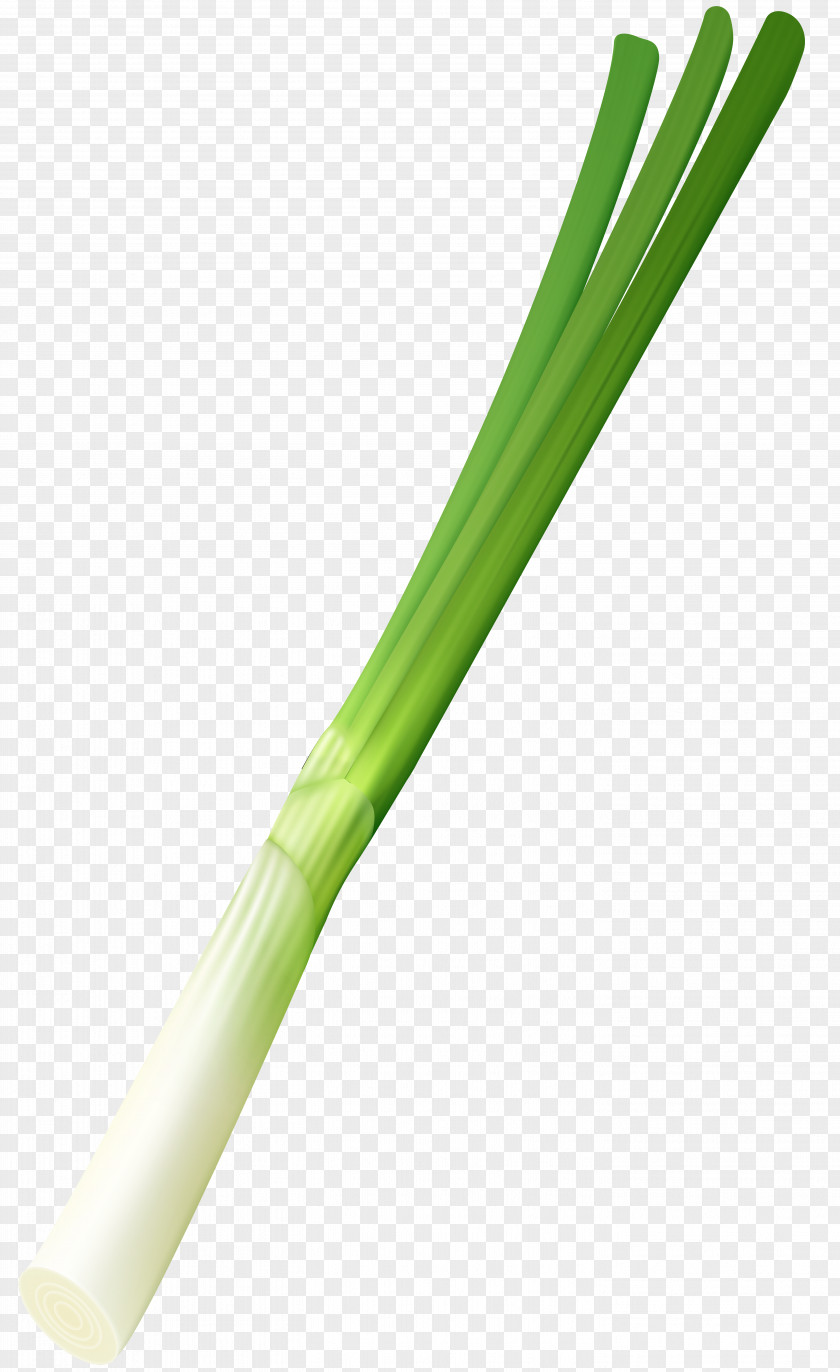 Spring Onion Clip Art Image Plant Stem PNG