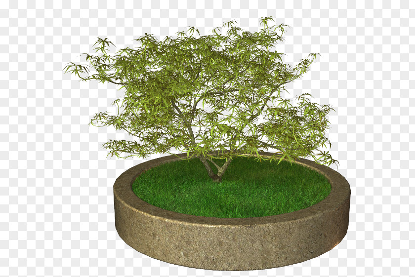 Tree Sageretia Theezans Flowerpot Ornamental Plant PNG