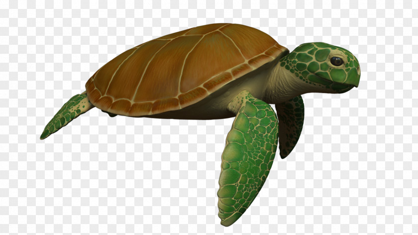 Turtle Sea Reptile Animation PNG