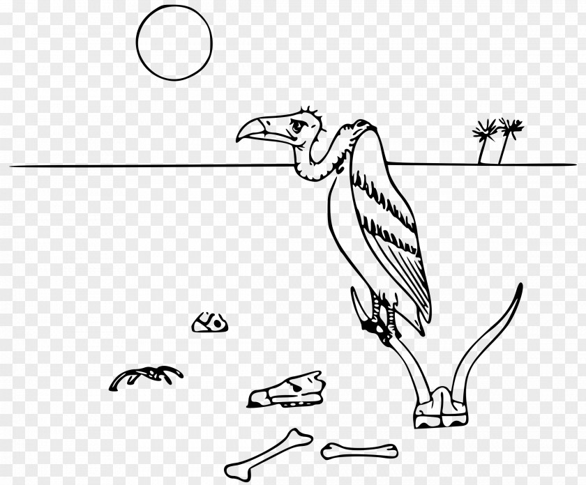 Vulture Desert Drawing Xerocole Clip Art PNG