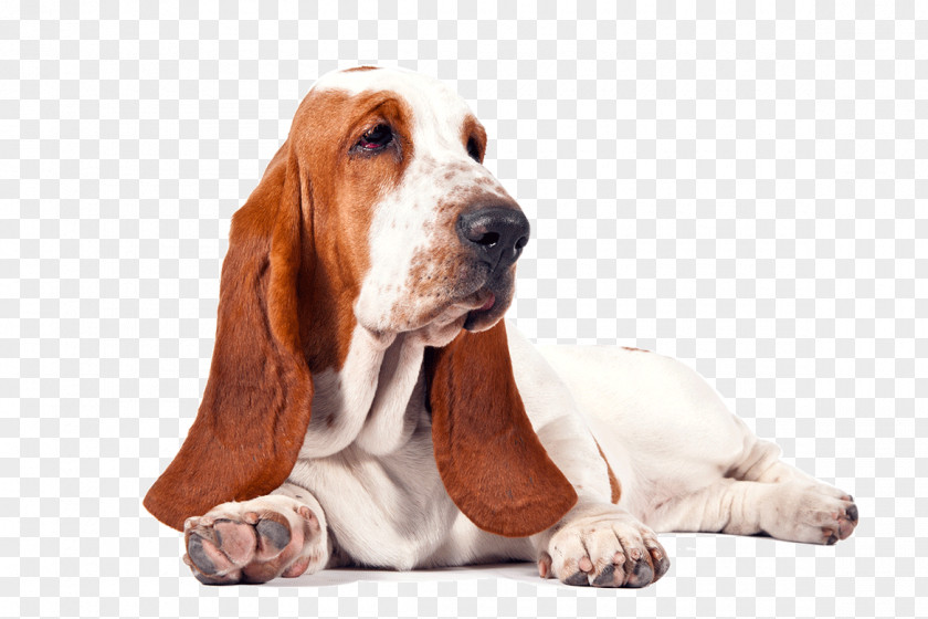 Basset Hound Free Download Beagle Bichon Frise Puppy PNG