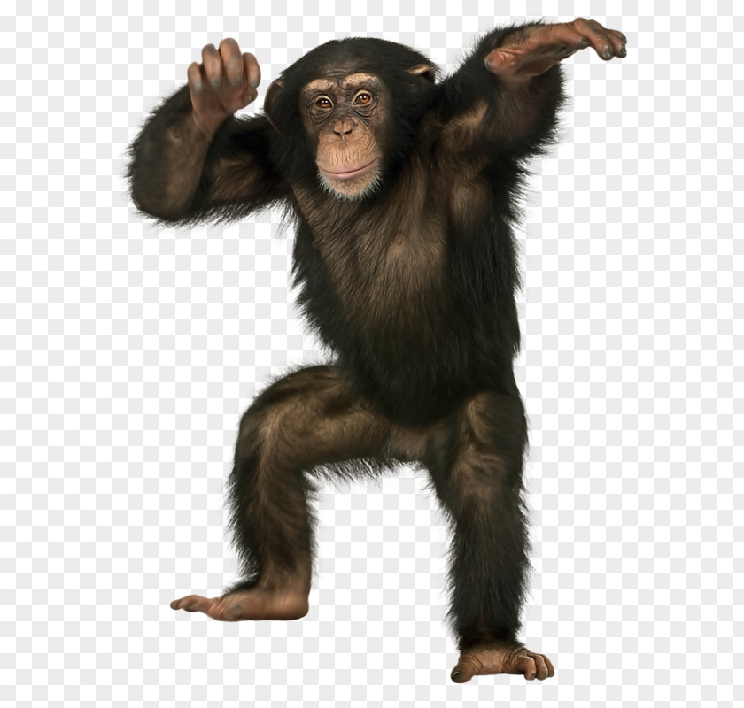 Chimpanzee Orangutan Ape Bonobo Crab-eating Macaque Monkey PNG
