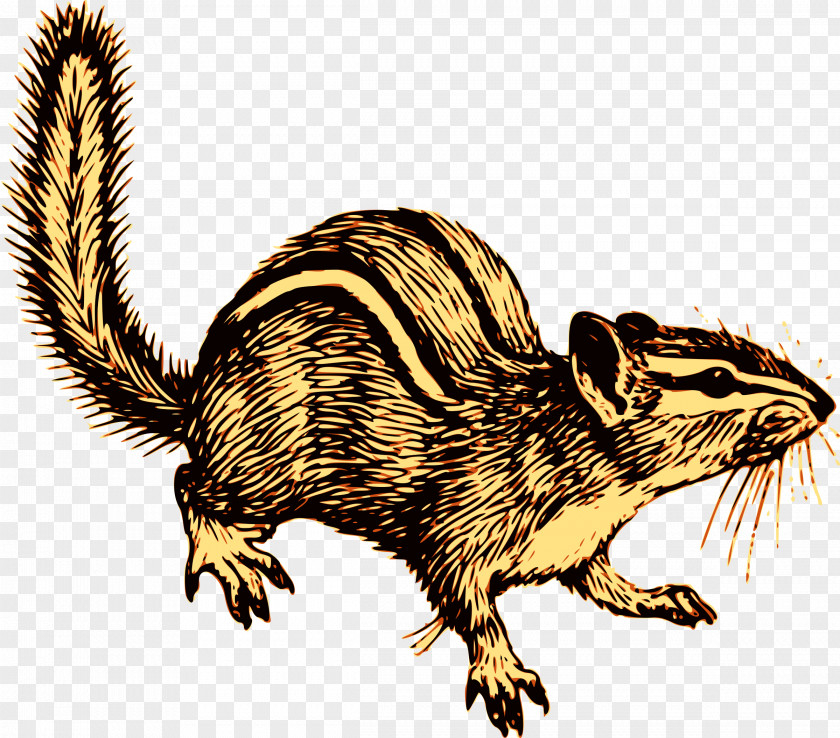 Squirrel Chipmunk Rodent Cat Clip Art PNG