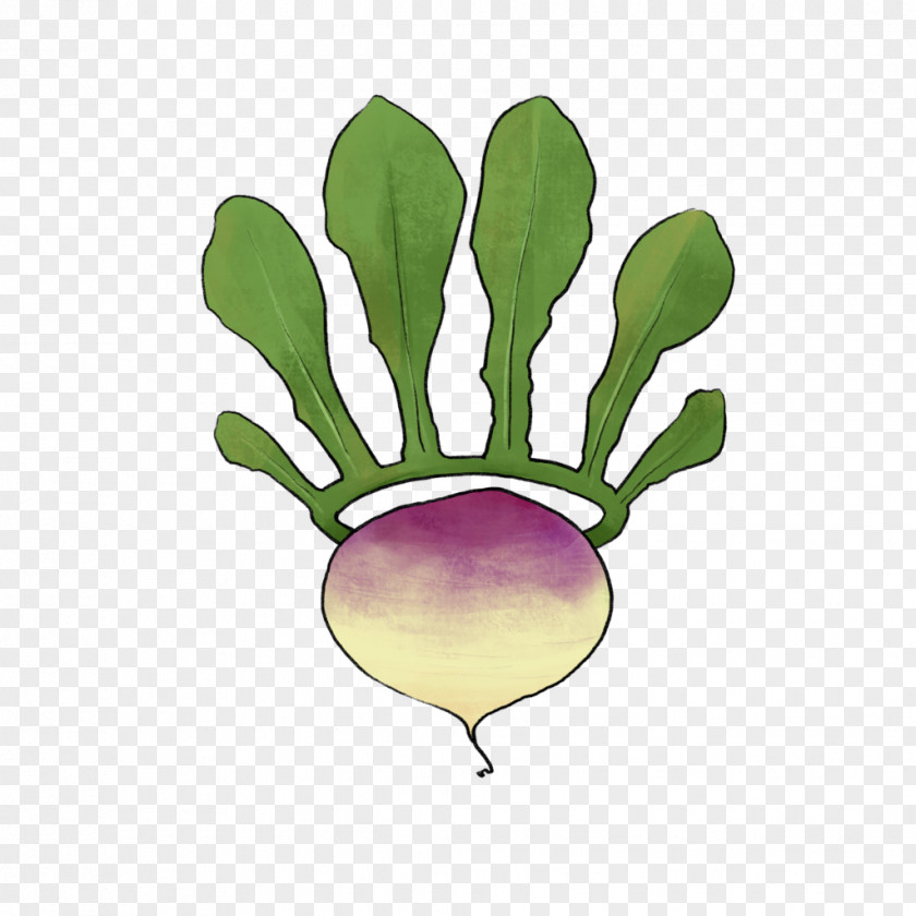 Turnip Symbol Vegetable Illustration Leaf Carrot PNG