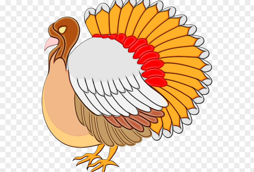 Beak Thanksgiving PNG