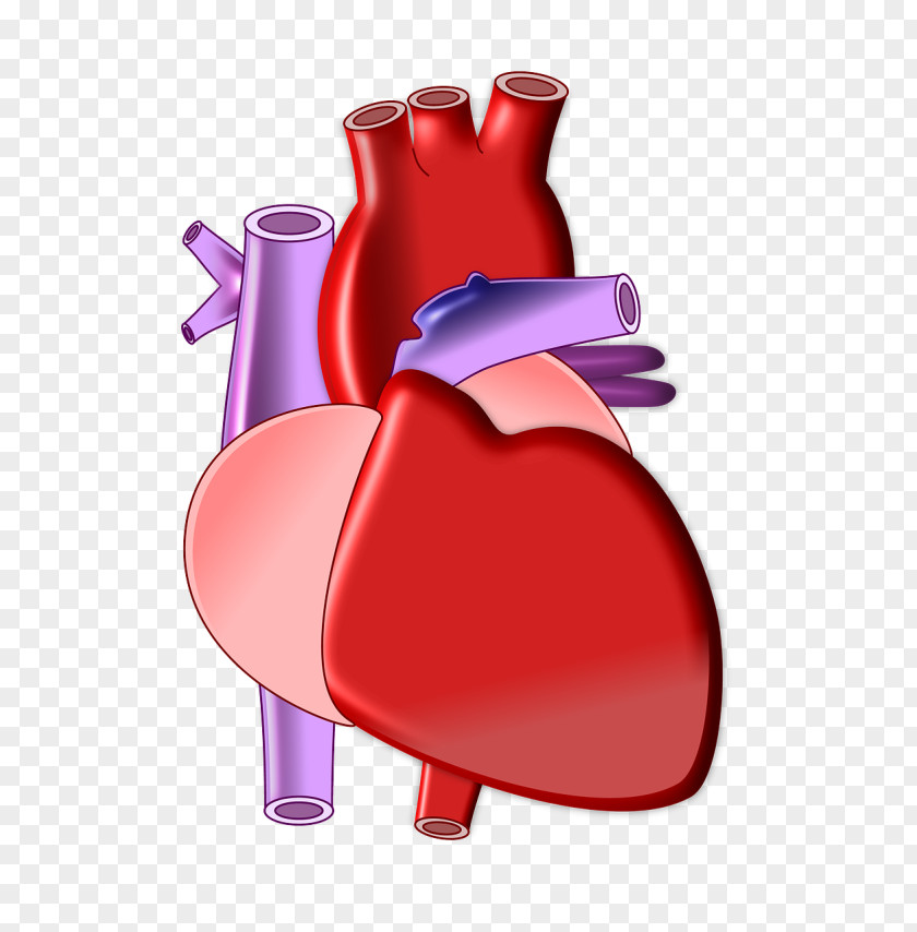 Biology Organ Heart Circulatory System Anatomy PNG system Anatomy, heart clipart PNG