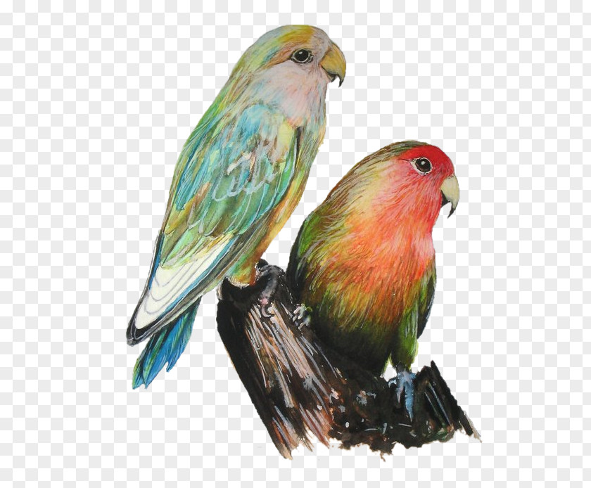 Bird Lovebird Art Photography PNG