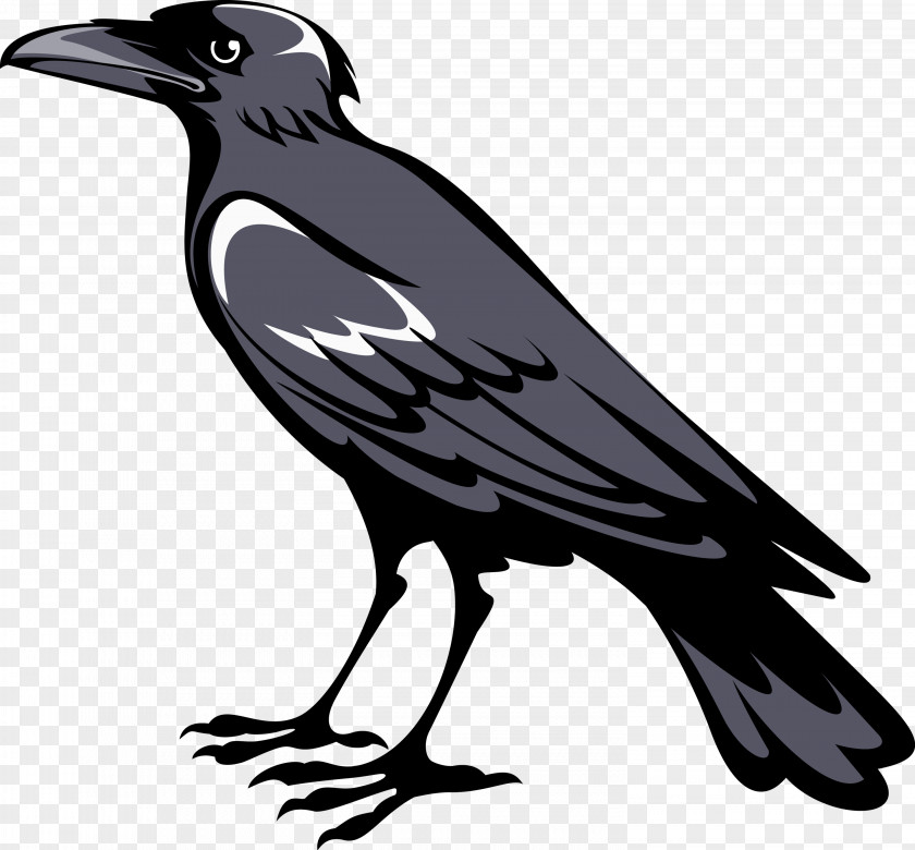 Crow Coat Of Arms Crows Symbol Heraldry PNG