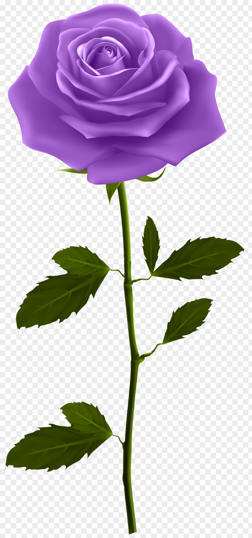 Purple Rose With Stem Clip Art Image PNG