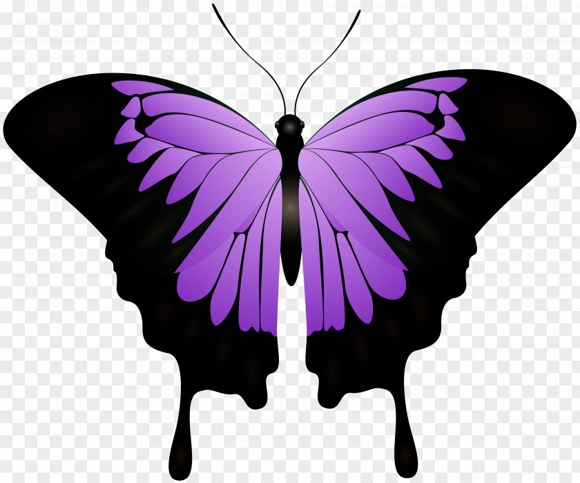 Butterfly Light L'ombra Del Cuore. Black Moon Monarch Dead Until Dark Author PNG