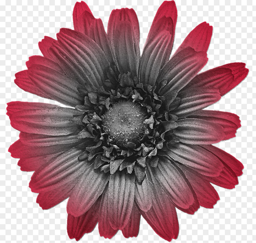 Flower Transvaal Daisy Petal Blue PNG