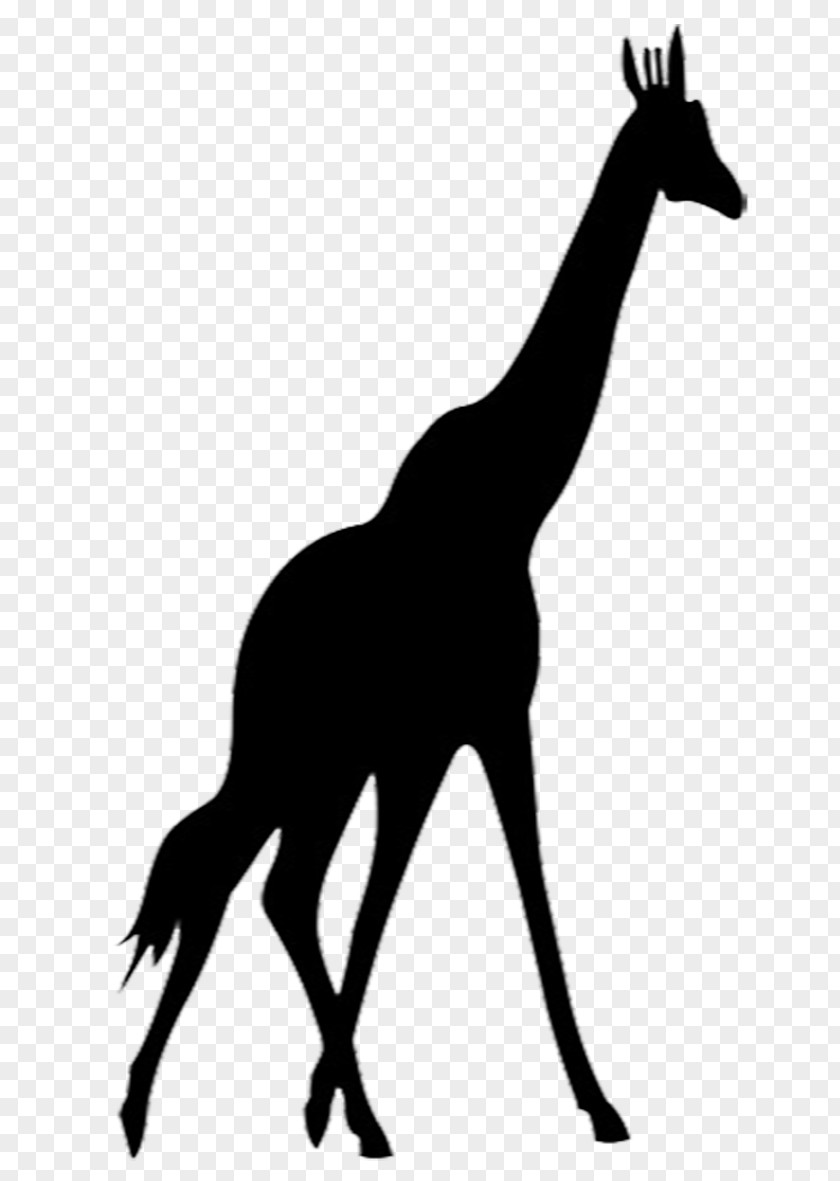 Giraffe Animal Silhouettes Clip Art Vector Graphics PNG