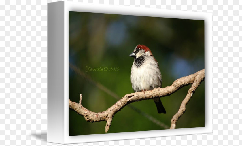 House Sparrow Finches Fauna Beak Feather PNG