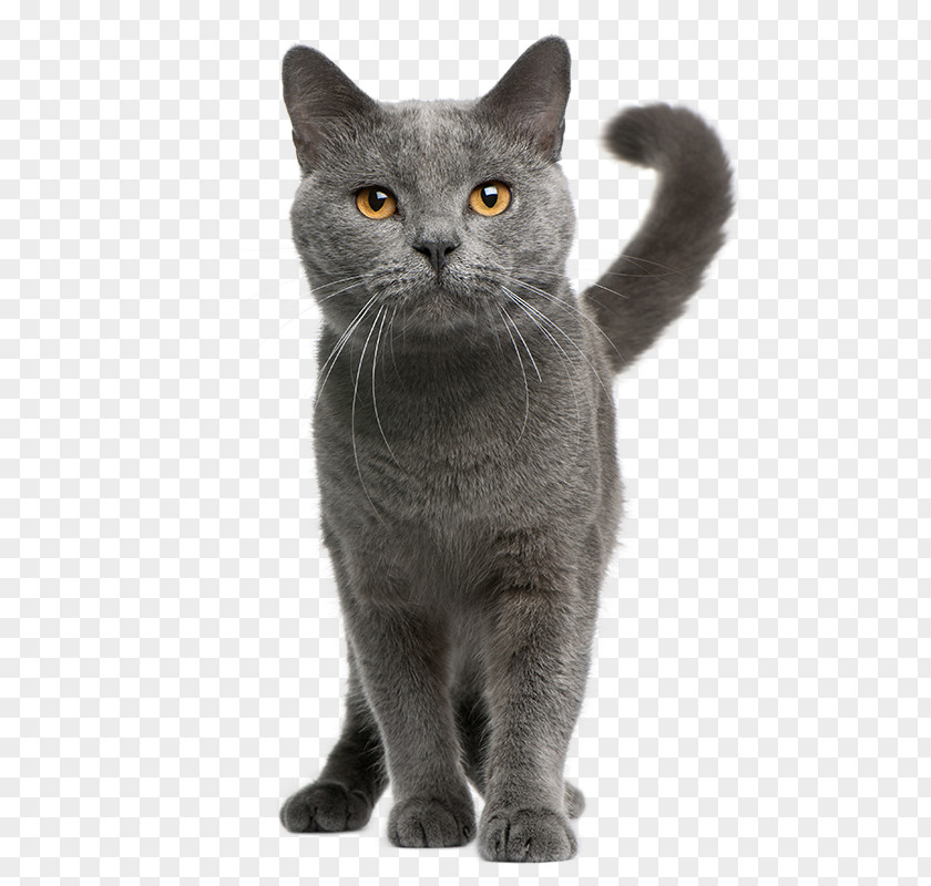 Kitten Chartreux Dog Domestic Short-haired Cat Pet PNG
