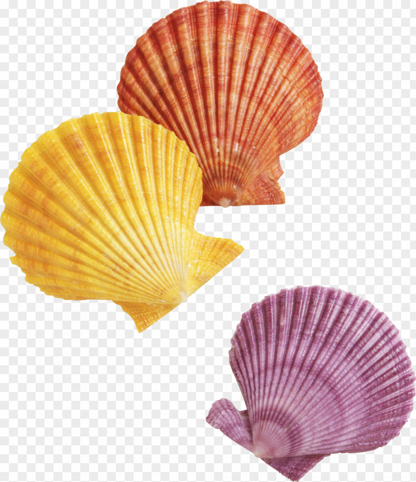 Seashell Ocer Campion Jesuit College Society Of Jesus Chrystogram Scallop PNG