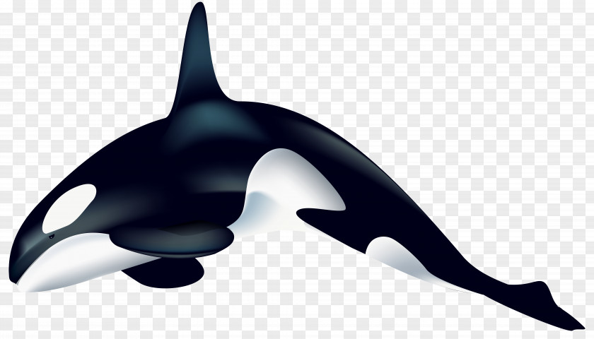 Whale Killer Dolphin Clip Art PNG