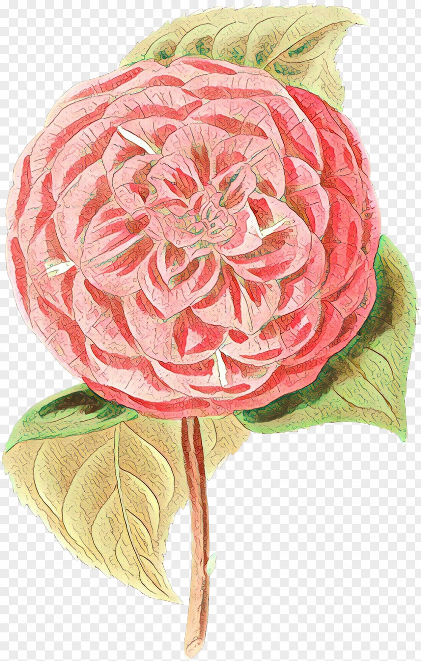 Bouquet Anthurium Pink Flower Cartoon PNG