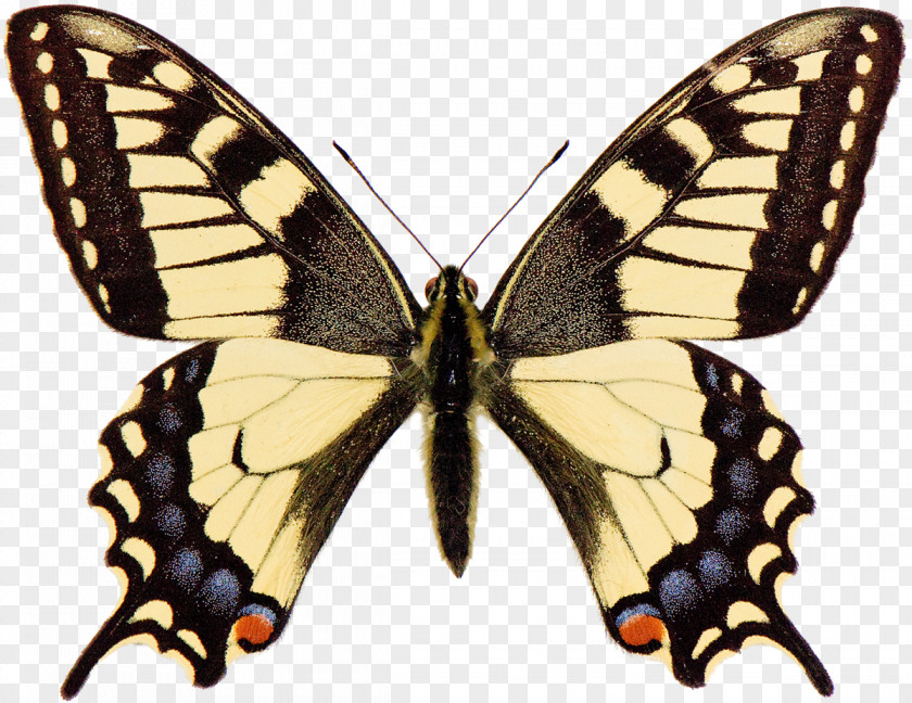 Butterfly Swallowtail Papilio Machaon Brevicauda PNG