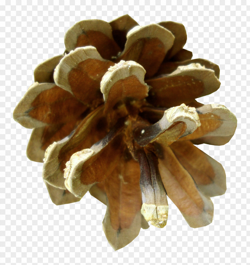 Cluster Fig Dried Pine Nut Family Conifer Cone Fruit PNG