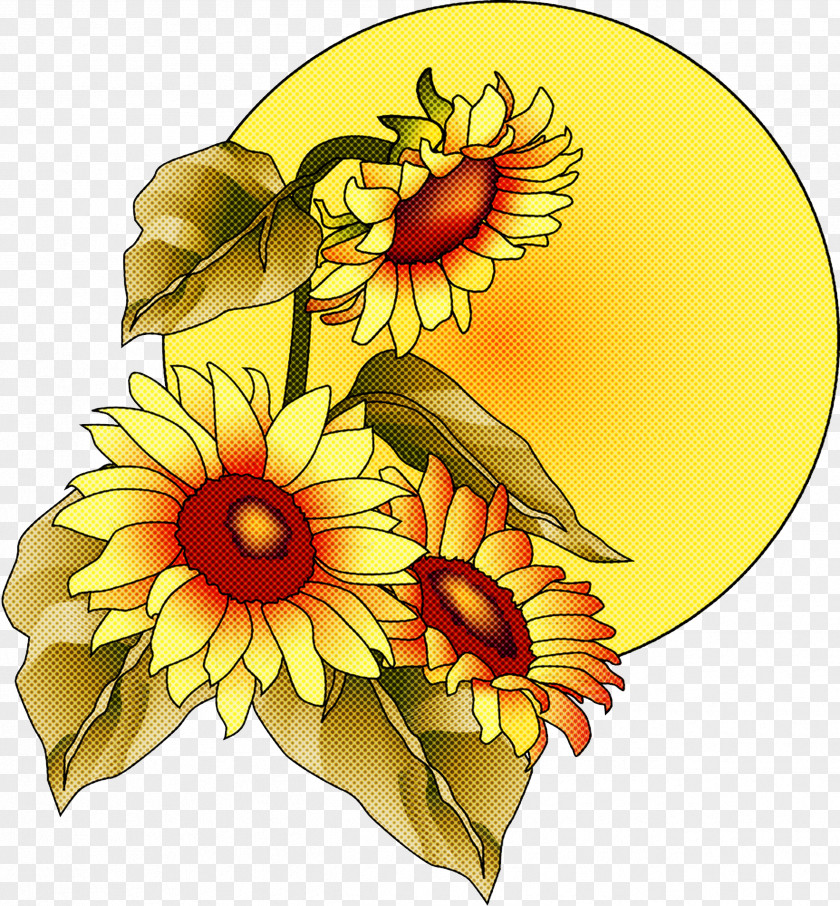 Daisy Family Petal Sunflower PNG