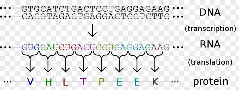 Detail Map Of Bacteria And Viruses Genetic Code Translation DNA RNA PNG