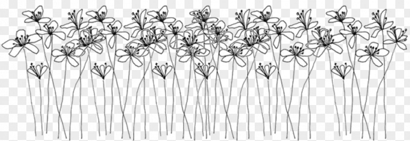 Flower Ellsworth Kelly: Plant Drawings Doodle PNG
