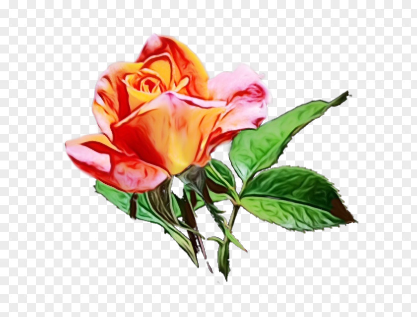 Garden Roses PNG