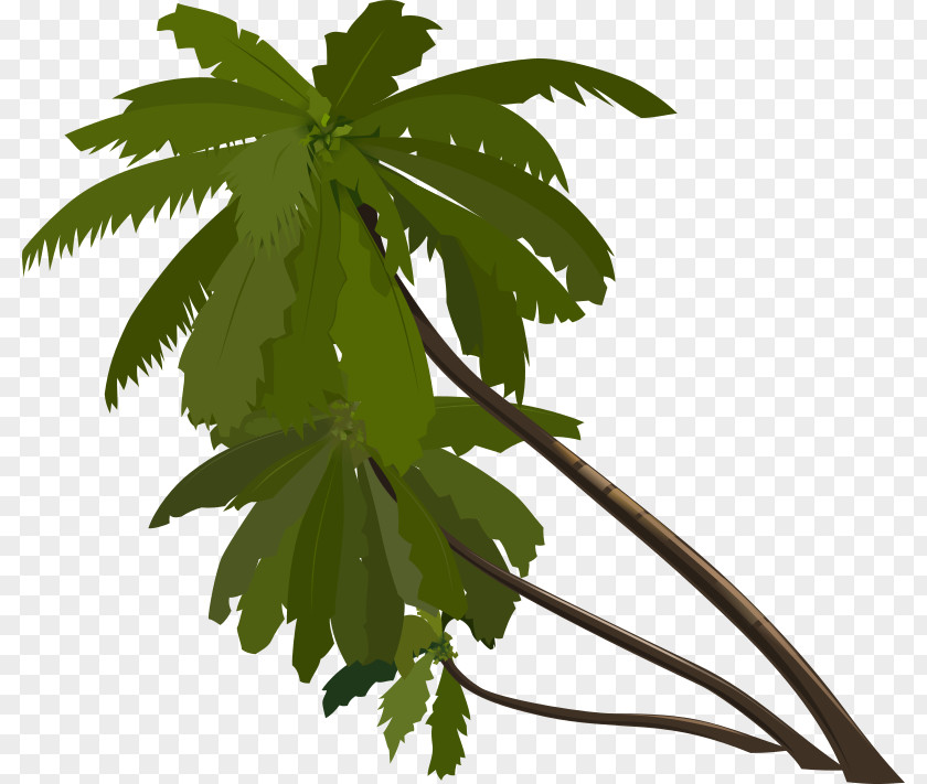 Palm Leaves Arecaceae Drawing Clip Art PNG