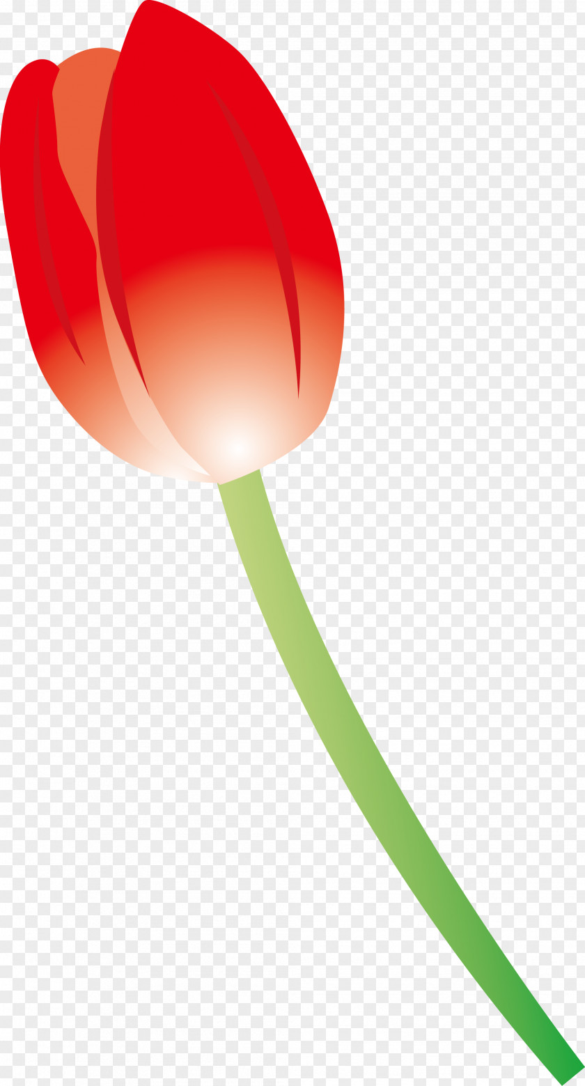 Red Tulip Plant PNG