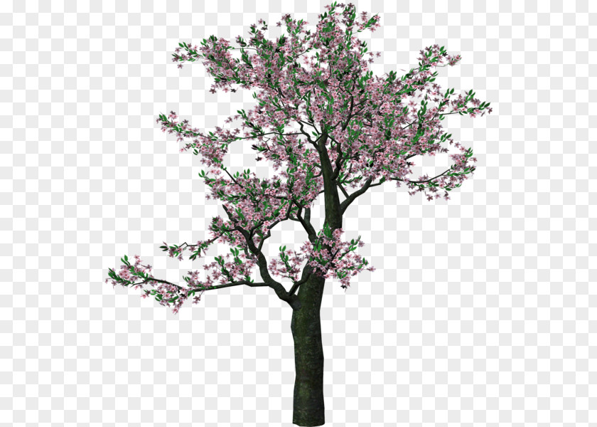 Spring Forward Tree Clip Art PNG