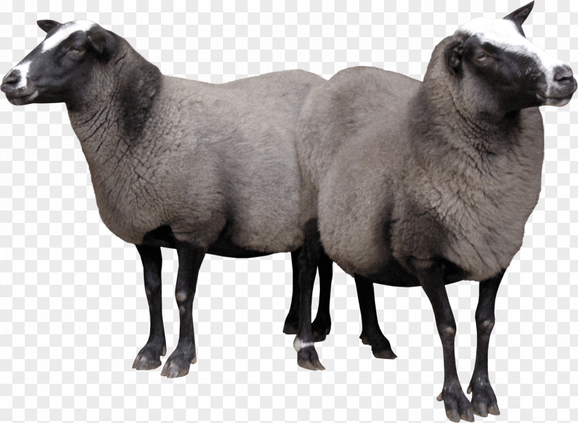 Two Sheeps Image Sheep Goat PNG