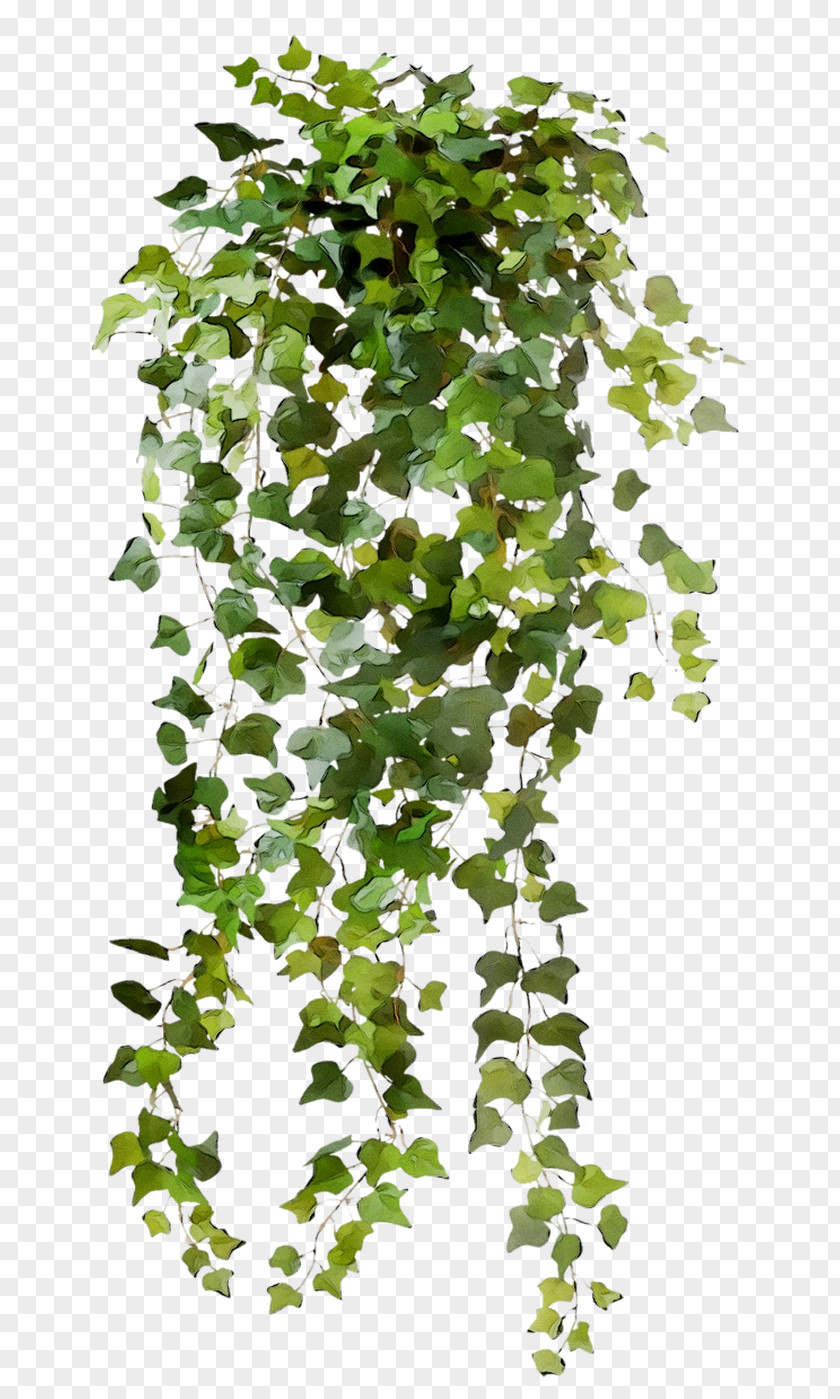 Vine Clip Art Common Ivy Image PNG