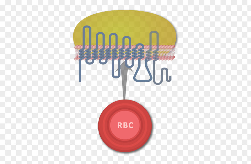 Blood Rh Group System Red Cell Human Systems Antigen PNG