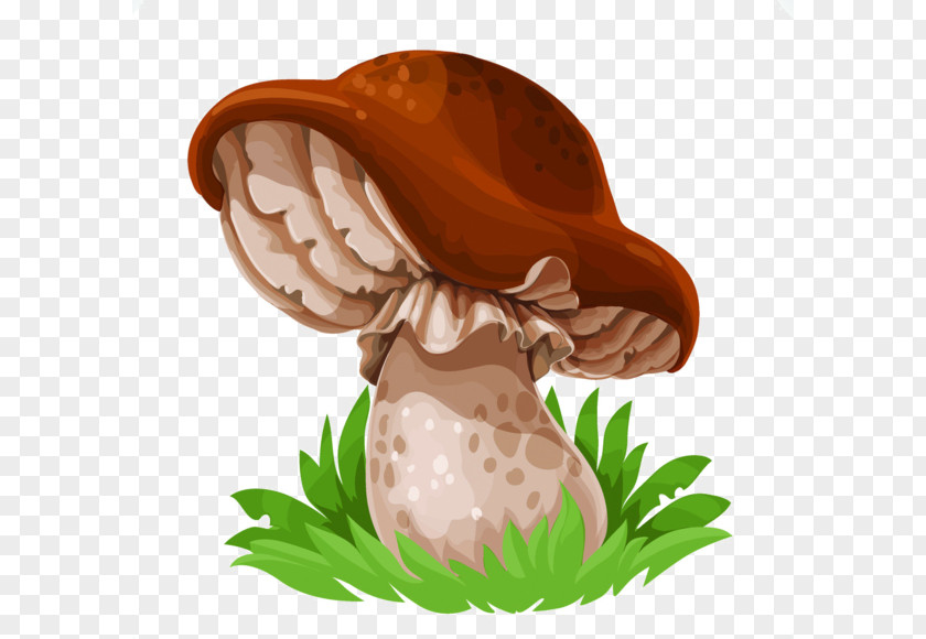 Cartoon Head Tilted Mushrooms Edible Mushroom Drawing Common Cep PNG