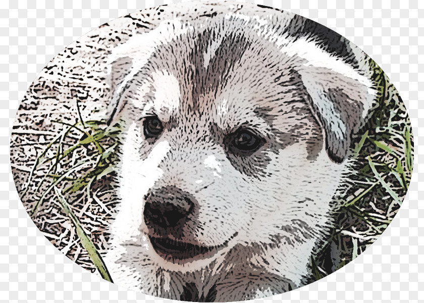 Puppy Dog Breed Norwegian Elkhound Snout Whiskers PNG