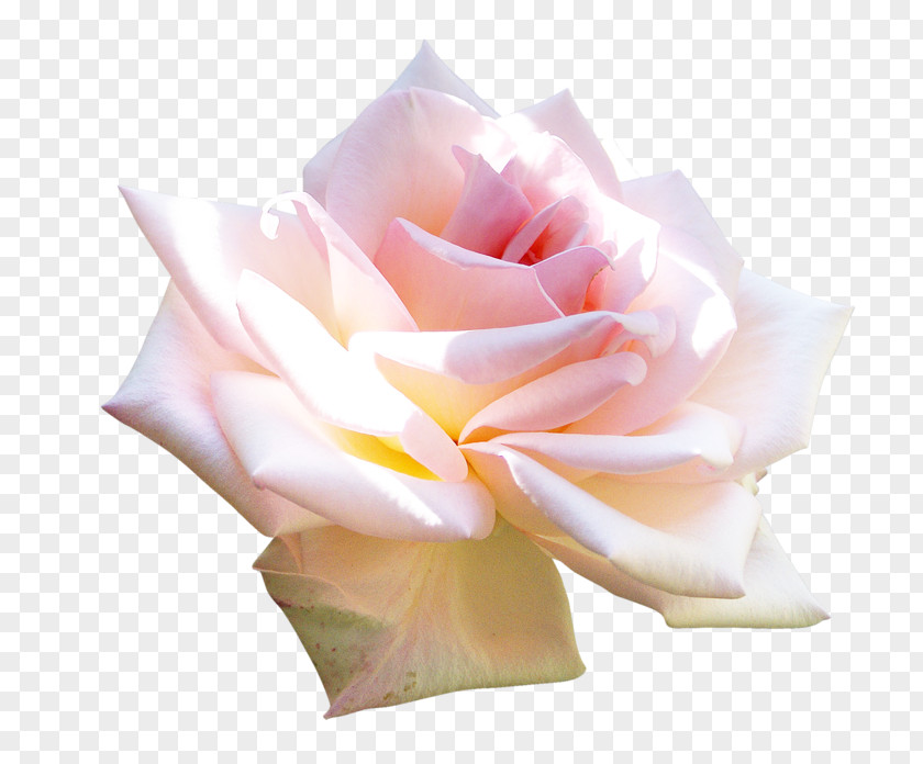 Rose Garden Roses Clip Art PNG
