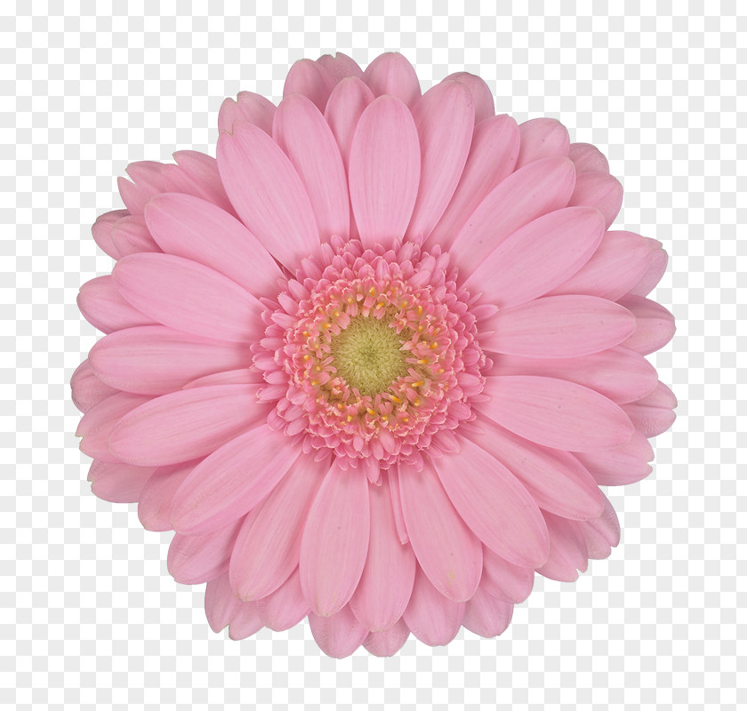 Artificial Flower Aster Flowers Background PNG