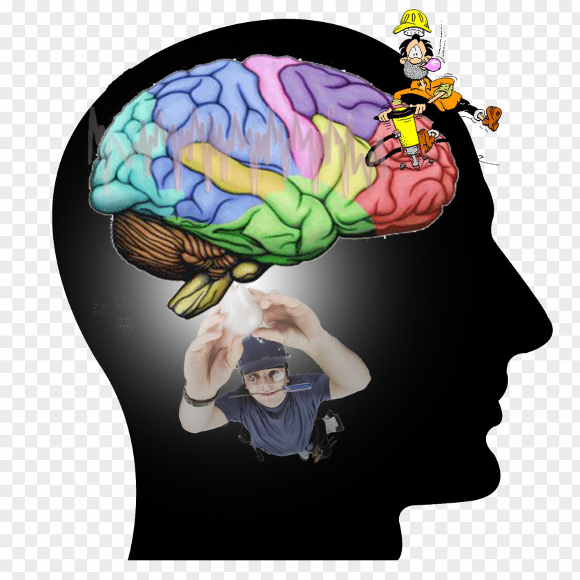 Brain Organism Human Behavior Life PNG