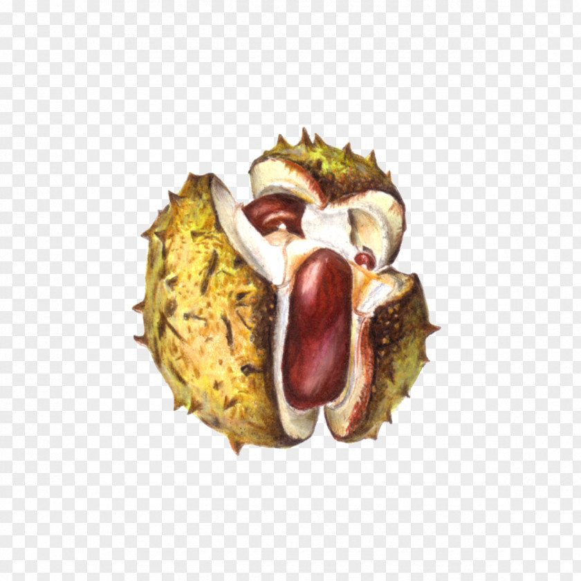 European Horse-chestnut Drawing Conkers PNG
