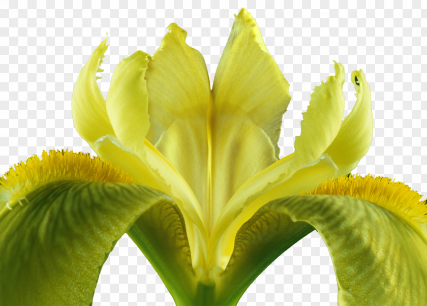 Iris Flower Iridaceae Bud Plant Stem PNG