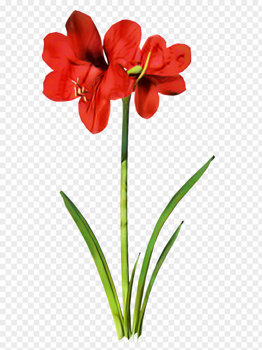 Jersey Lily Flower Clip Art PNG