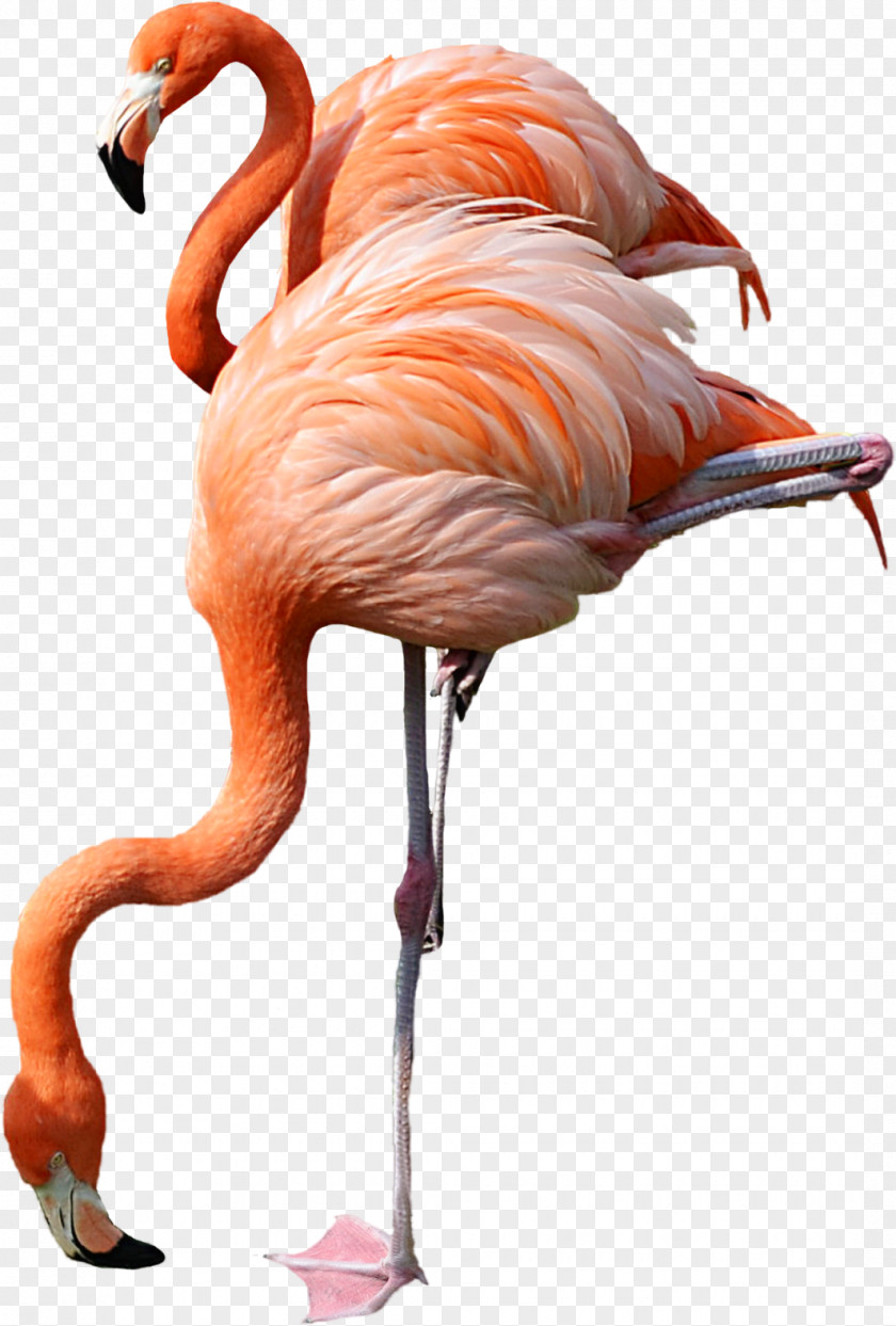 Proud Background Flamingo Desktop Wallpaper Apple IPhone 4 Clip Art 5s PNG