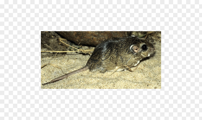 Computer Mouse Common Degu Fauna Murids Marsupial PNG