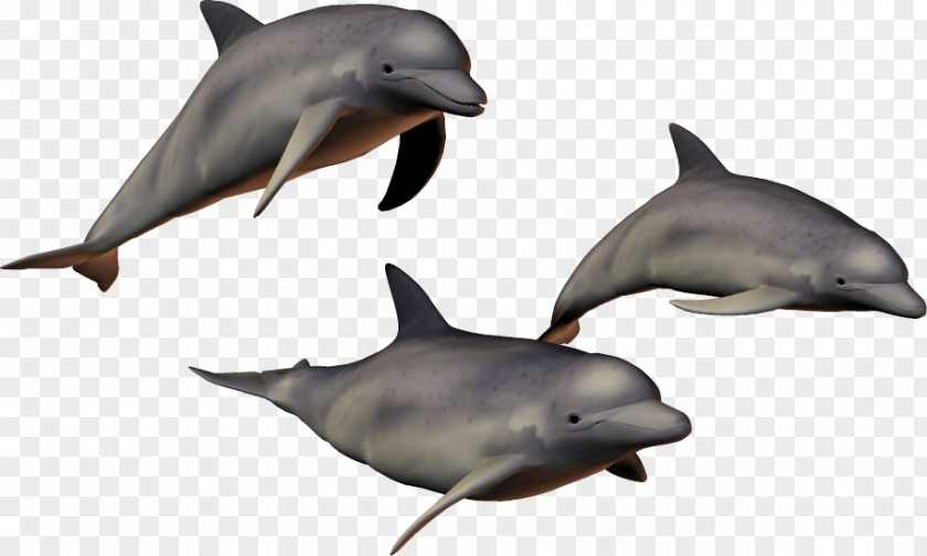 Dolphin Common Bottlenose Clip Art PNG