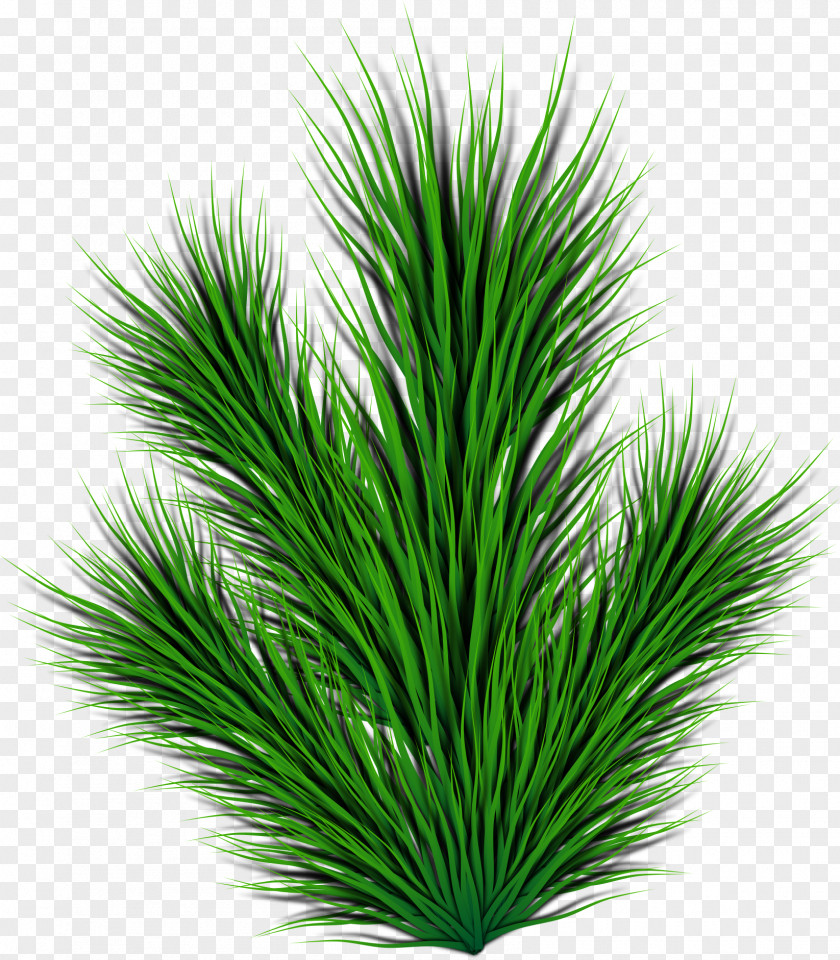 Flower Palm Tree Pine Silhouette PNG