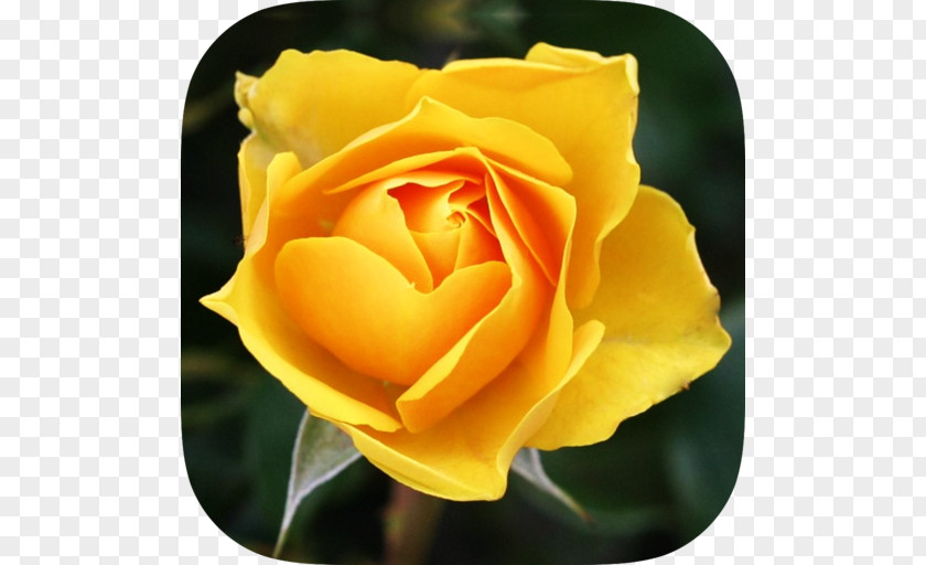 Garden Roses Flower PNG