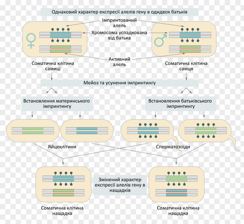 Genomic Imprinting Genome Molecule PNG